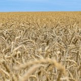 Les grands partis sont ouverts à l'autorisation des plantes cultivées avec de nouvelles méthodes. (Image symbolique) Keystone/DPA/PATRICK PLEUL